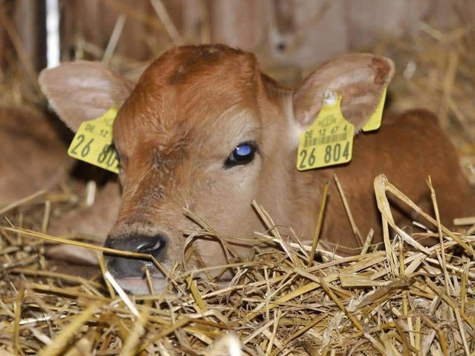 Dallas 4 Wochen alt, bei seiner Rettung