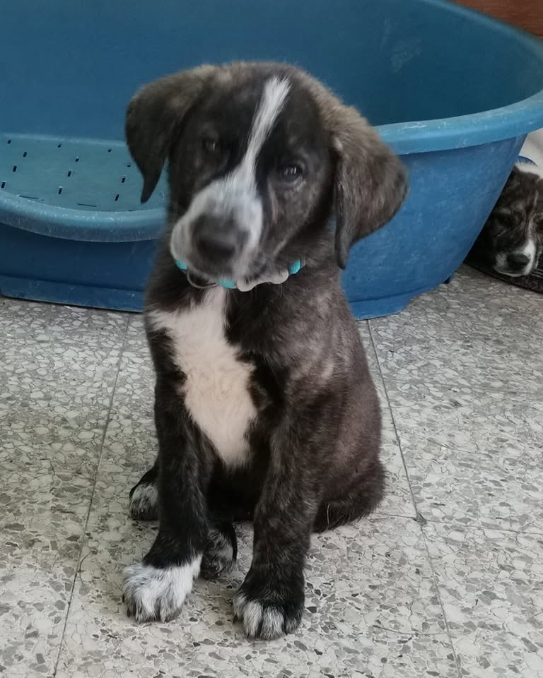 Leevi als Welpe, noch in Spanien