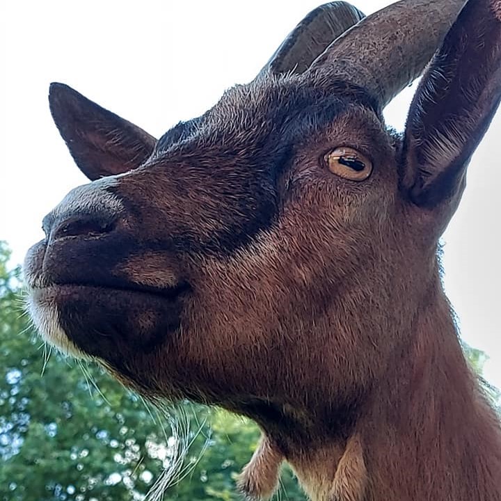 Tami