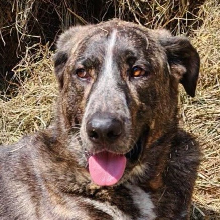 Leevi